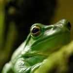 Trivialisblog - Green Frog
